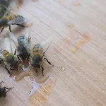 La Maison De L'abeille De Percey דירה Longeau-Percey