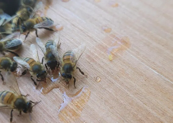 La Maison De L'abeille De Percey Appartement Longeau-Percey